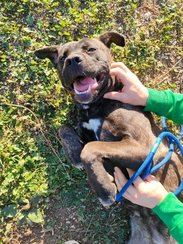 Reina Splendida Giovanotta Mix Cane Corso Cerca Famiglia Foto 6